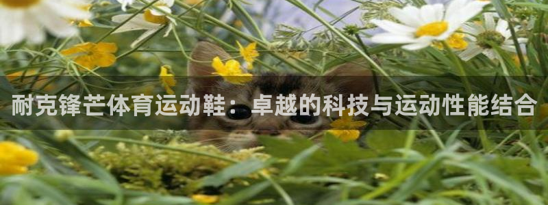 耐克锋芒体育运动鞋：卓越的科技与运动性能结合
